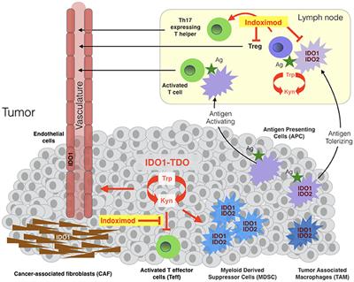 Indoximod: An Immunometabolic Adjuvant That Empowers T Cell Activity in Cancer